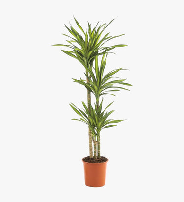 Dracaena Rikki Plant - Corn Plant